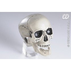 CALAVERA CON MANDÍBULA ARTICULADA 2