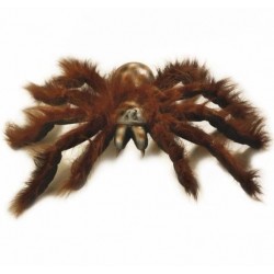 TARÁNTULA PELO