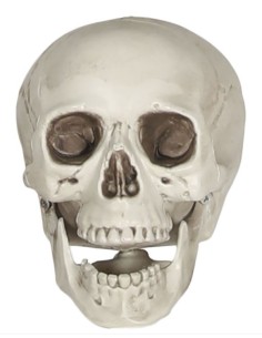 CALAVERA CON MANDÍBULA MÓVIL