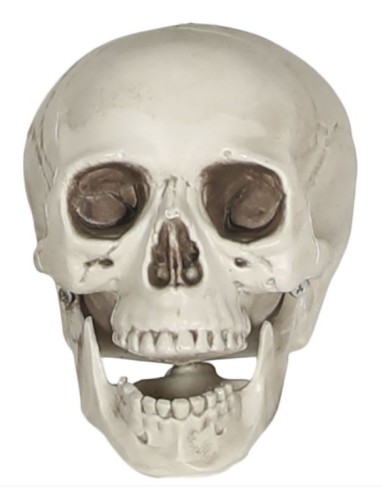CALAVERA CON MANDÍBULA MÓVIL