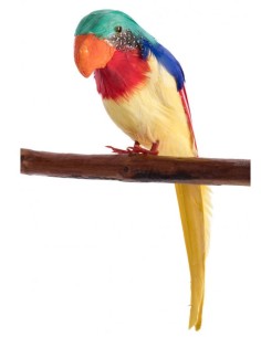LORO DE PLUMAS AMARILLO