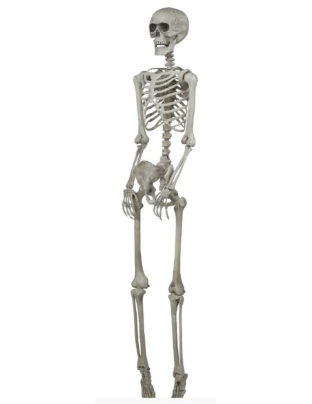 ESQUELETO 160 CM