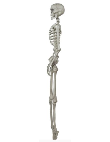 ESQUELETO 160 CM