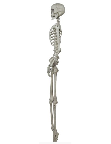 ESQUELETO 160 CM