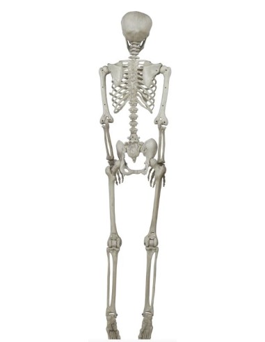 ESQUELETO 160 CM