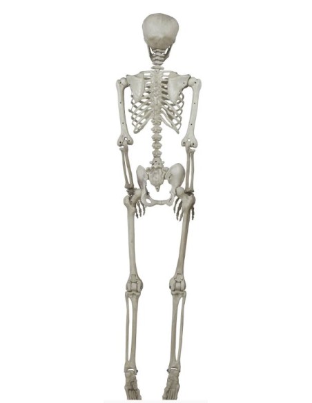 ESQUELETO 160 CM