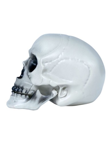 CALAVERA CON MANDÍBULA MÓVIL