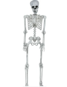 ESQUELETO ARTICULADO 145 CM