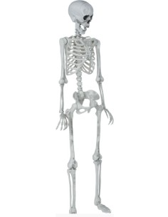 ESQUELETO ARTICULADO 145 CM 2