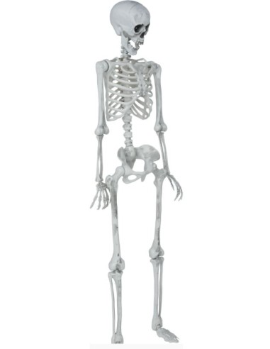 ESQUELETO ARTICULADO 145 CM