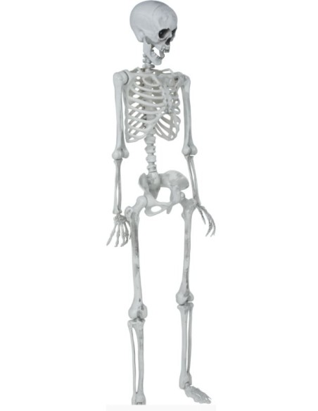 ESQUELETO ARTICULADO 145 CM