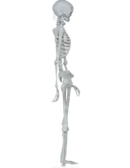 ESQUELETO ARTICULADO 145 CM