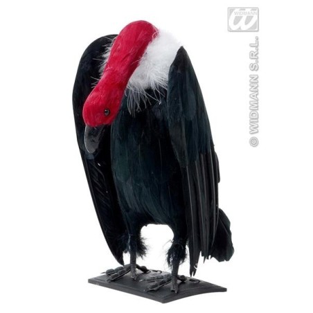 BUITRE CON PLUMAS                                 